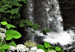 白竜の滝と共に咲きほこるエゾシシウド