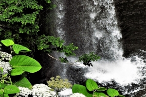 白竜の滝と共に咲きほこるエゾシシウド