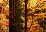 杉木立と紅葉の登山道