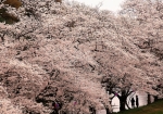 満開の桜に囲まれて