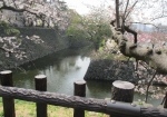 小倉城公園内の桜