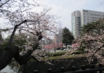 小倉城内の桜