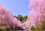 4/10 遊歩道沿いの空間をピンク色に染め上げる“枝垂れ桜”の花々を・・・!!!