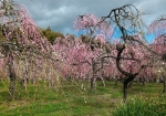 様々な種類の枝垂れ梅の咲く梅園