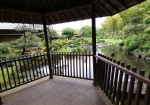 日本庭園の池