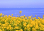 4/16 ❝菜の花畑❞〜穏やかな春の海原を航行する船を・・・!!!