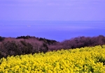2/23 眼下に望む大阪湾...と、航行する大型タンカーを背景に咲き揃った“菜の花畑”を撮ってみました・・・!!!