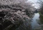 堀の上に咲きこぼれる桜