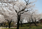 桜は来年も咲く