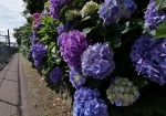 青空と紫陽花は美しい
