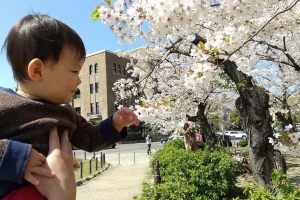 4/6　1歳の息子も桜を愛でる