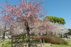 4/6　枝垂れ桜もありました