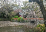厳島神社まわりの水面を覆う花びら