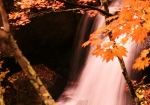 紅葉した”ウチワカエデ”とシルクの滝