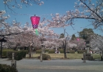 桜祭り 1