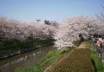 川の両サイドを桜がびっしり／山崎川四季の道