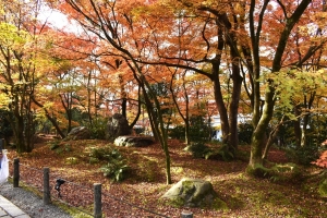 秋の永観堂