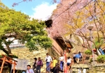 3/31 『桜門』の袂〜❛結縁坂階段❜231段を仰ぎ観る･･･!!!