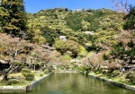 吉香公園のお堀岩国城が頂上かすかに
