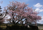 八重桜の巨木