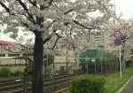 近くでローカル京阪電車と桜の構図