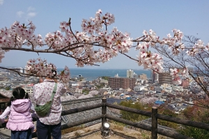 境内の高台から臨む桜の向こうの琵琶湖