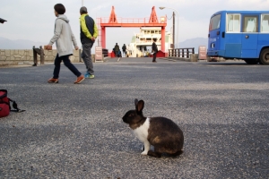 フェリーやバスや観光客もいる桟橋を降りた時から、普通にウサギが迎えてくれます。