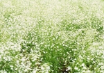 白いカスミソウの向こうに広がる花畑