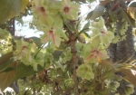 緑色の桜「御衣黄」