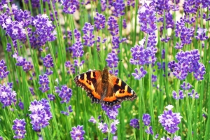 ラベンダーに飛んできた、羽模様が美しい「コヒオドシ」蝶