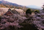 満開の桜と仁王門屋根。遠く筑波山も望める絶景