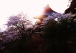 夕陽に輝く桜と鐘楼堂