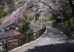 桜の季節の赤沢宿