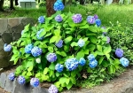 紫陽花も綺麗でした