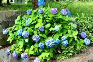 紫陽花も綺麗でした
