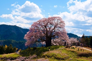山あいに立つ醍醐桜　樹齢1000年と言われている