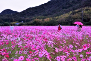 10/20 早朝の花畑で撮影を楽しむ写真愛好家の方たち...と、綺麗に咲いた“コスモス”の花々を・・・!!!