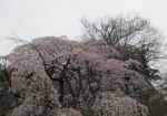 福岡城址の桜と石垣