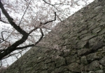 福岡城址の桜と石垣