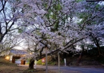 いつも人通りが多い桜の木