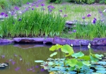 6/23 小さな池...にて∼・∼咲く時期を待つ“蓮のつぼみ”を…!!!