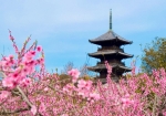 岡山と言えば桃　桃の花がきれいです。