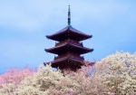 桜と五重塔です。