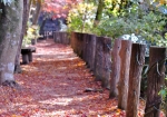 11/15 木洩れ日と、落ち葉が彩る秋景色...を、・・・!!!