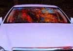 11/24 私の車のフロントガラス...と、ボンネットに映った秋の色柄を・・・!!!
