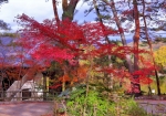 11/24 リニューアルされ、綺麗になった≪ボートハウス≫と、紅く色づいた“もみじ”...と、・・・!!!