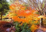 11/30 綺麗に色づいた“紅葉”…が、❝再度公園❞を美しく彩っていました・・・!!!