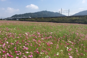 これは市内の別の休耕田。ここは新幹線が近い！