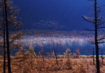 朝霜が溶け、靄がカラマツ林に浮かび上がる幻想的な風景・・。