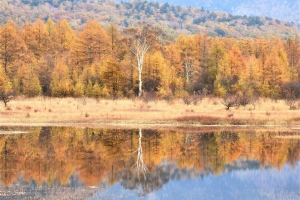 幻の「小田代湖」。黄葉したカラマツをバックに、白い幹の貴婦人が映えます